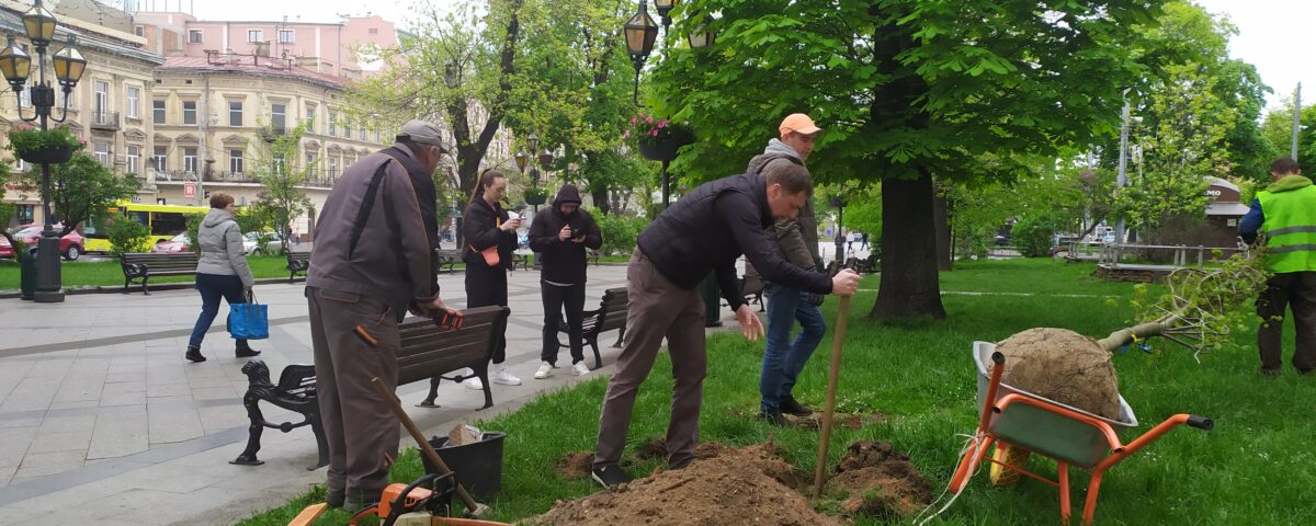 Компанія «Центр ЛТД» висадила «кліматичне» дерево у центрі Львова